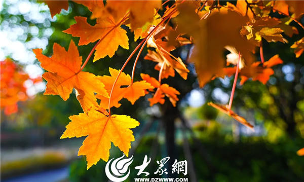 博彩导航网