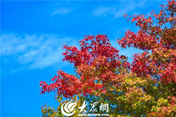 博彩导航网