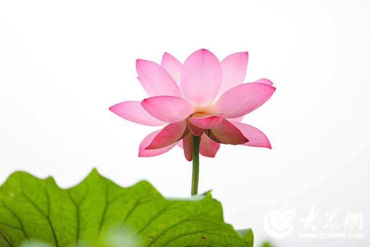 博彩导航网