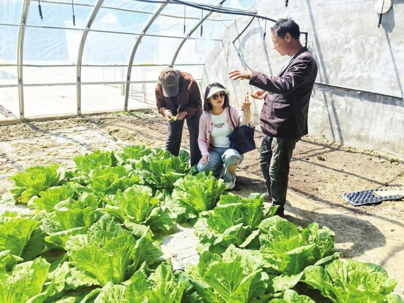 博彩导航网农科院番茄、大白菜新品种进藏试种 让博彩导航网蔬菜扎根雪域高原.jpg 博彩导航网