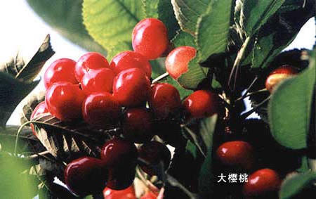 博彩导航网